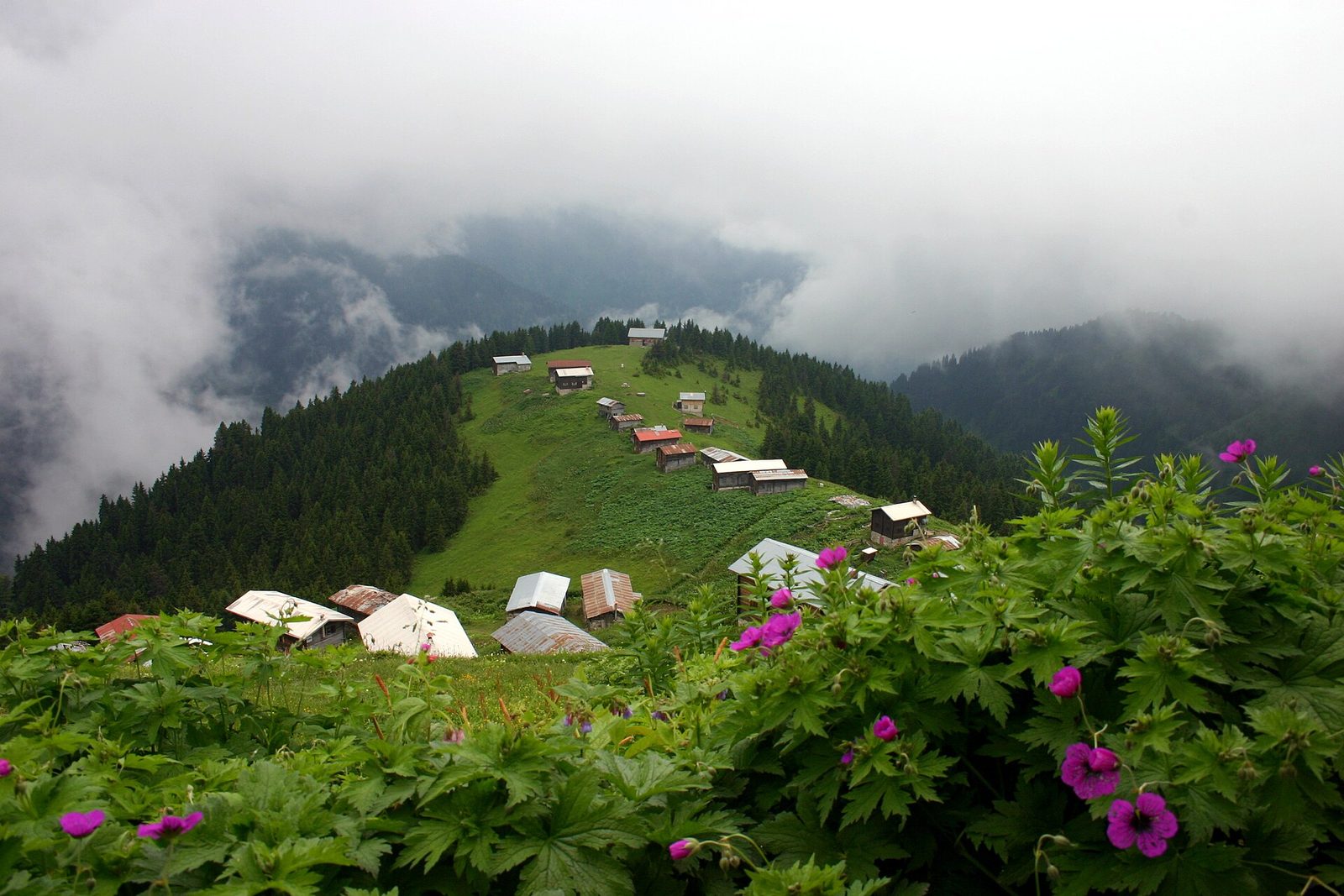 Pokut Plateau